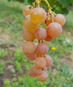 Vigne sans pépin Reliance (Vitis x labrusca)