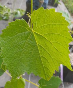 Vigne interdite Clinton (Vitis Riparia x Vitis Labrusca)