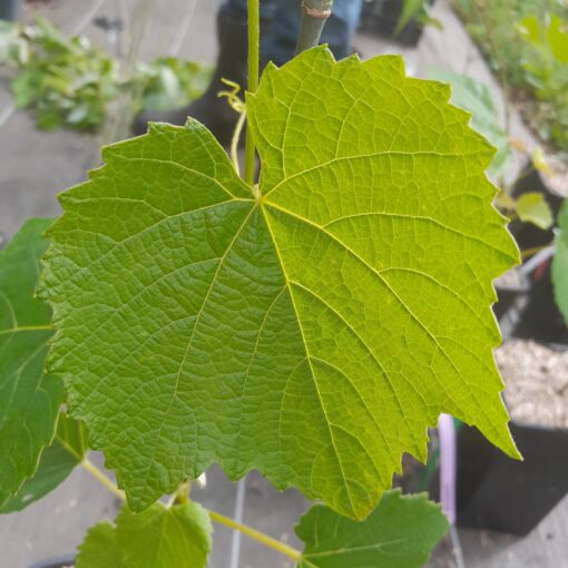 Vigne interdite Clinton (Vitis Riparia x Vitis Labrusca)