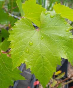 Vigne Maréchal Foch (Vitis riparia x Vitis rupestris)
