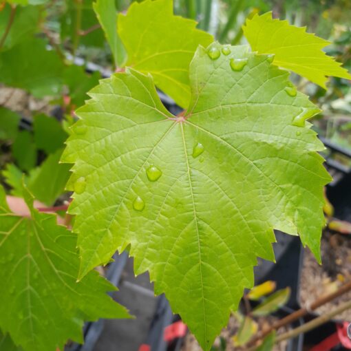 Vigne Maréchal Foch (Vitis riparia x Vitis rupestris)