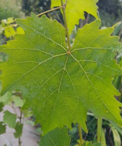 Vigne sans pépin Reliance (Vitis x labrusca)