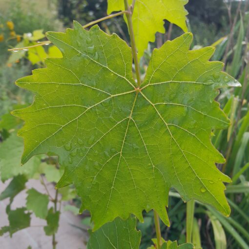 Vigne sans pépin Reliance (Vitis x labrusca)