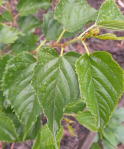Mûrier nain Gerardi Dwarf (Morus alba x Morus rubra) BIO