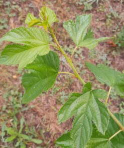 Mûrier Illinois Everbearing (Morus alba x Morus rubra) BIO