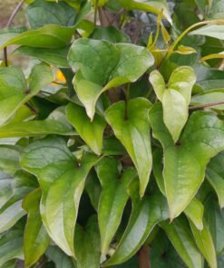Igname de Chine (Dioscorea batatas)