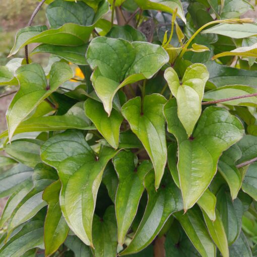 Igname de Chine (Dioscorea batatas)