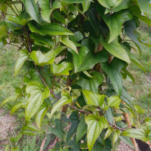 Igname de Chine (Dioscorea batatas) – Image 2